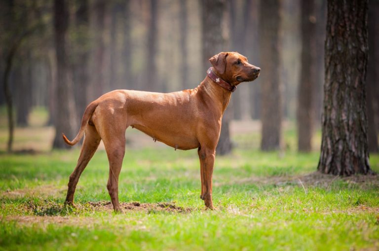 rhodesian ridgeback walking outdoors