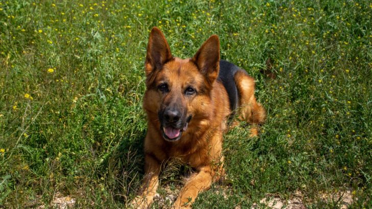 15 Ridiculous Things German Shepherds Can Be Scared Of