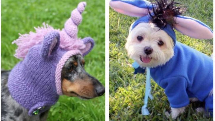 17 Funny Dog Costumes To Play Dress Up With Your Pooch