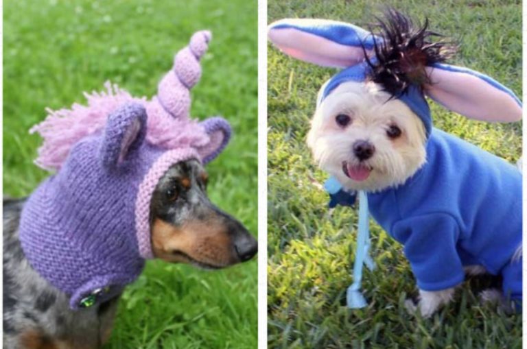 two dogs wearing funny costume