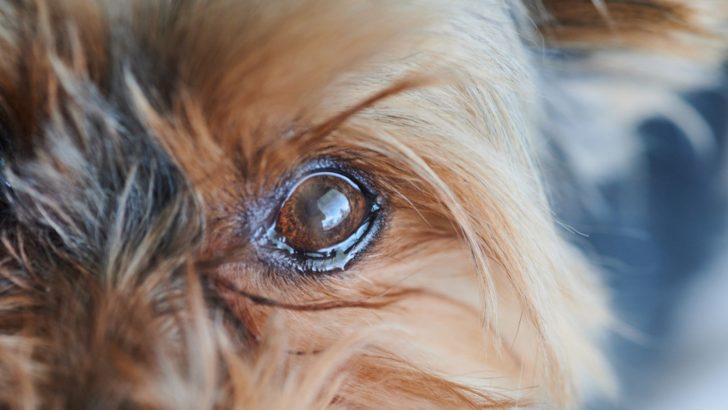 21 Causes Of Watery Eyes In Dogs And Helpful Solutions