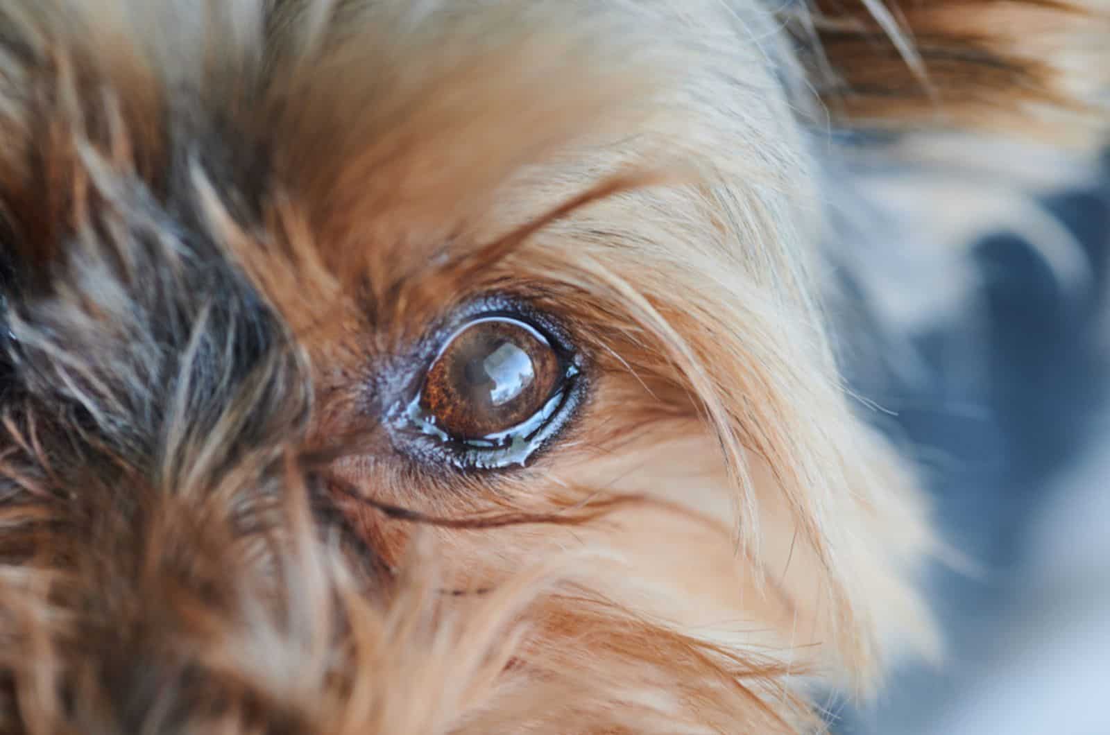 dog with watery eye