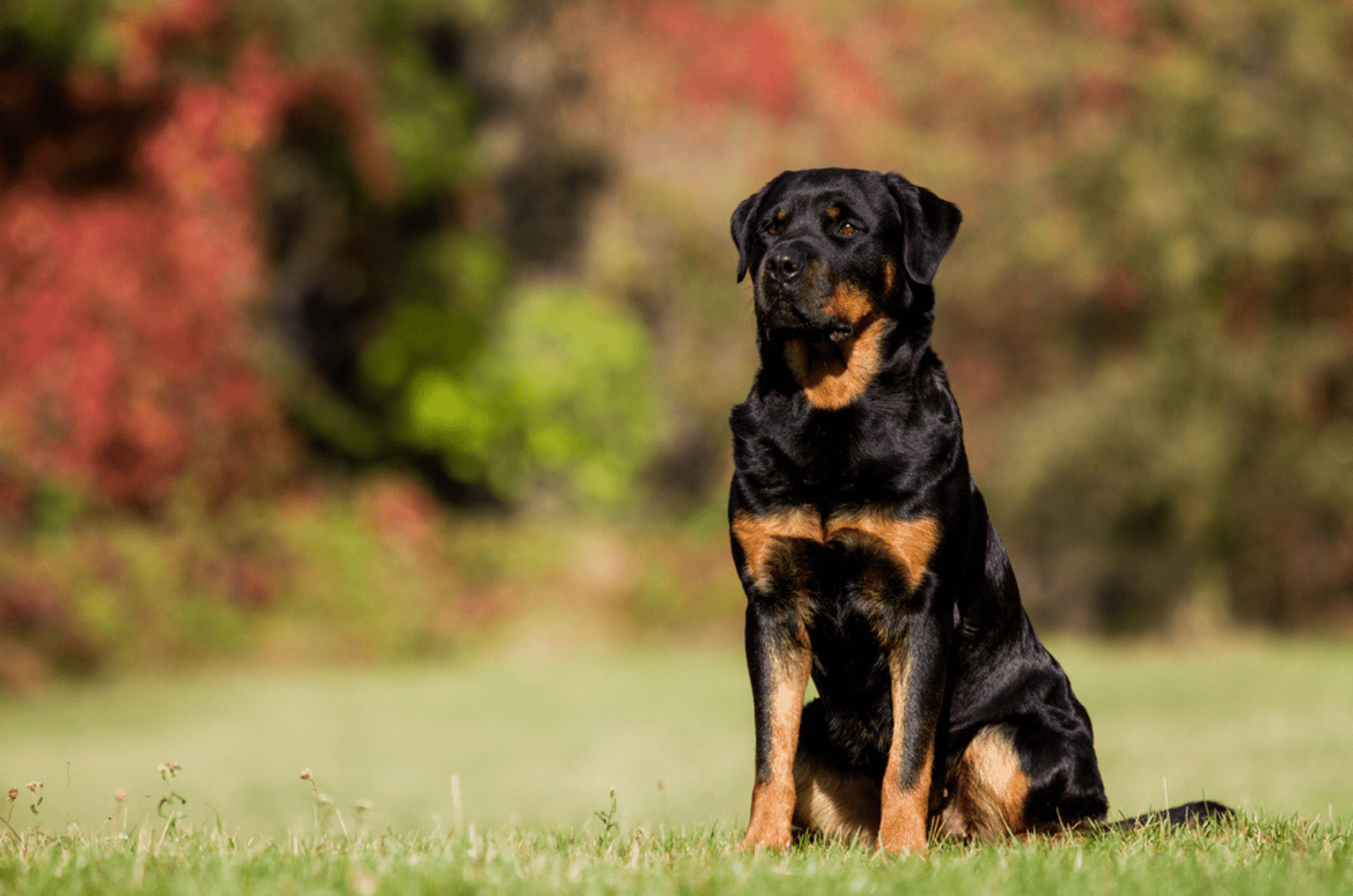 rottweiler dog sitting on the grass