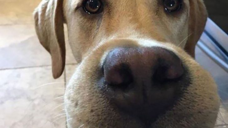 21 UnBEElievable Dogs That Ate Bees