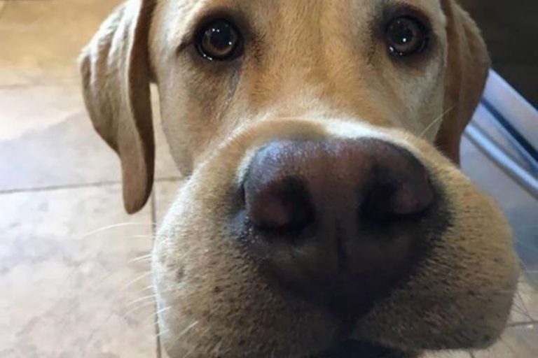 dog that ate a bee