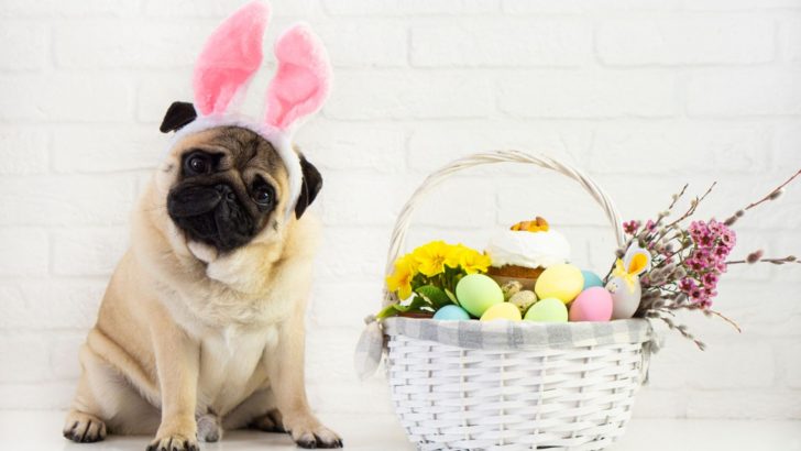 23 Cute Dogs Celebrating Easter In The Most Adorable Way