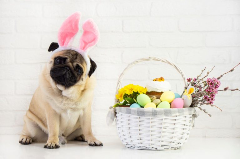 dog celebrating easter
