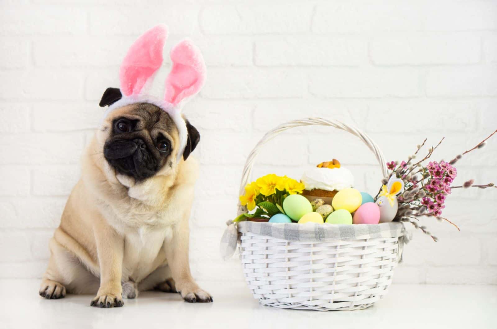 dog celebrating easter