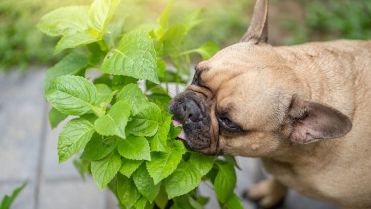 23 Plants Poisonous To Dogs You Must Avoid