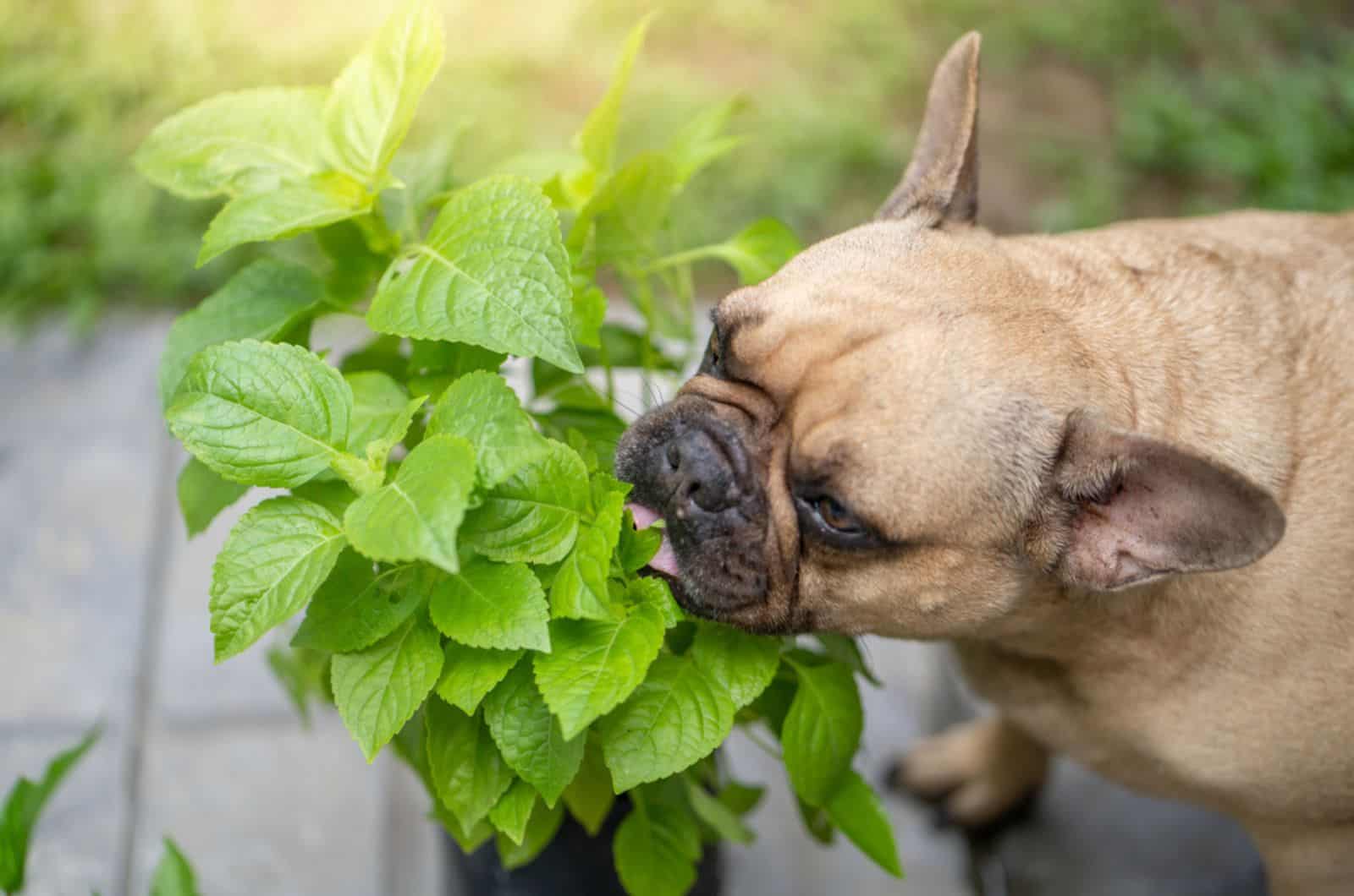 french bulldog eating plant