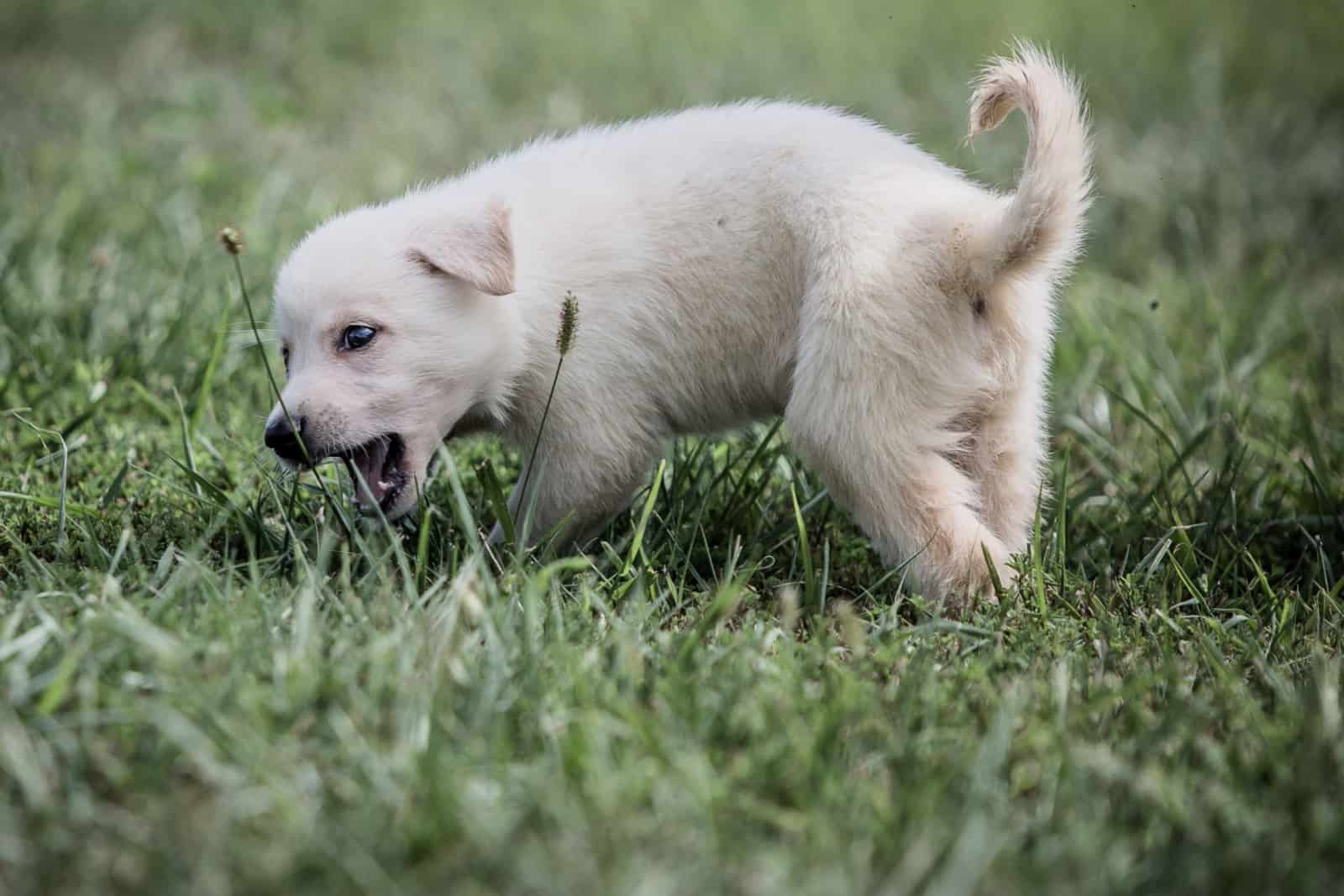 25 Cute White German Shepherd Puppy Pictures You Have To See