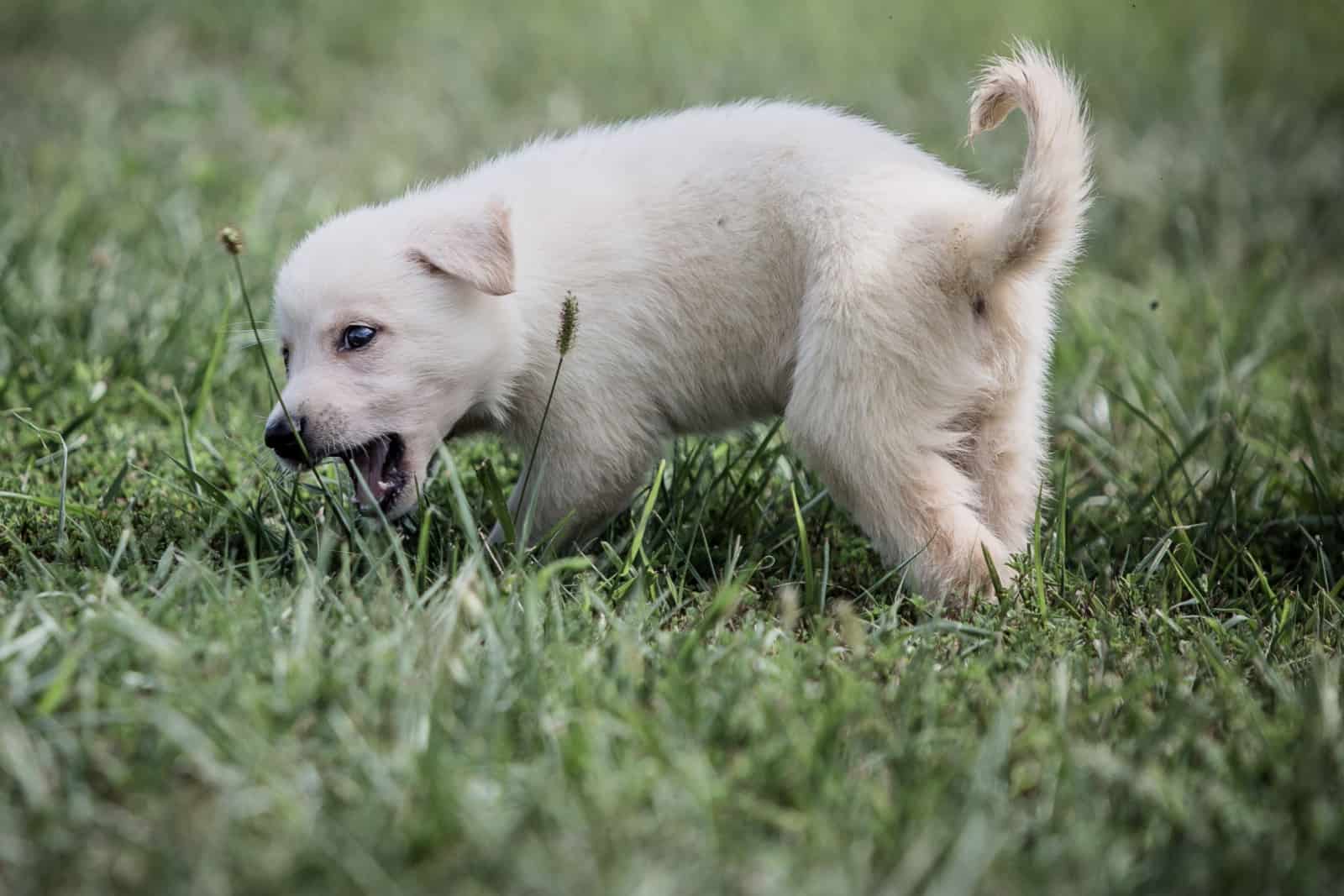 cute white german shepherd puppy