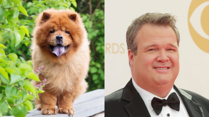 27 Hilarious Photos Of Dogs That Look Like Celebrities