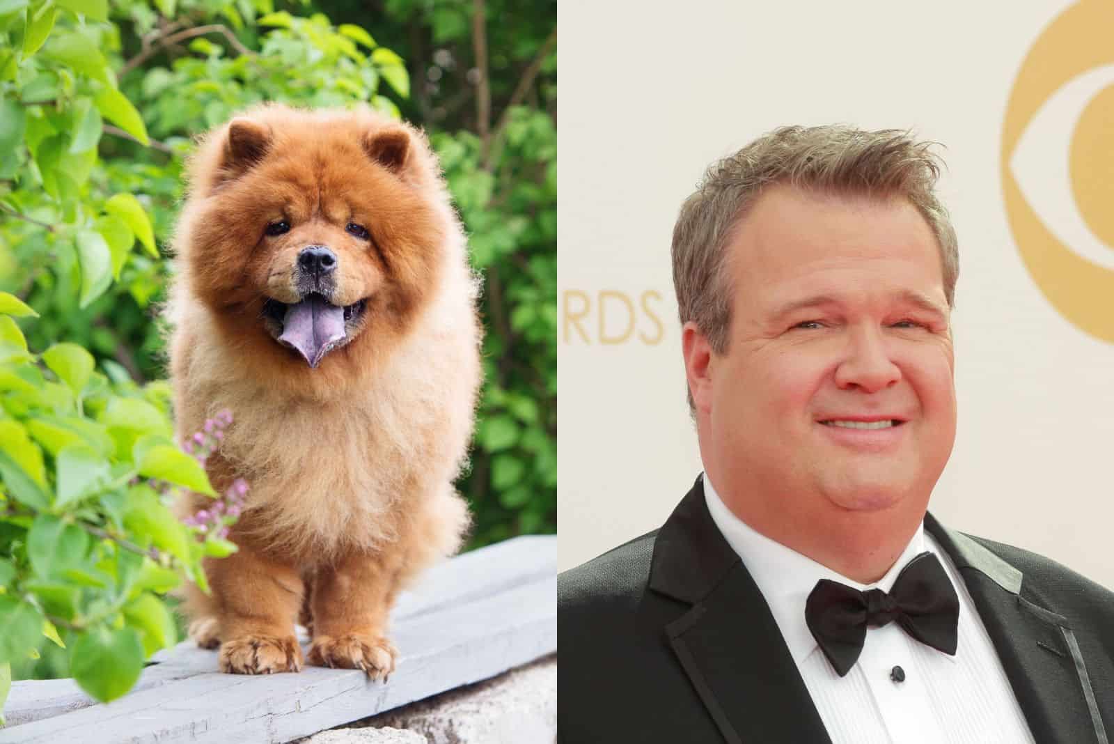 27 Hilarious Photos Of Dogs That Look Like Celebrities