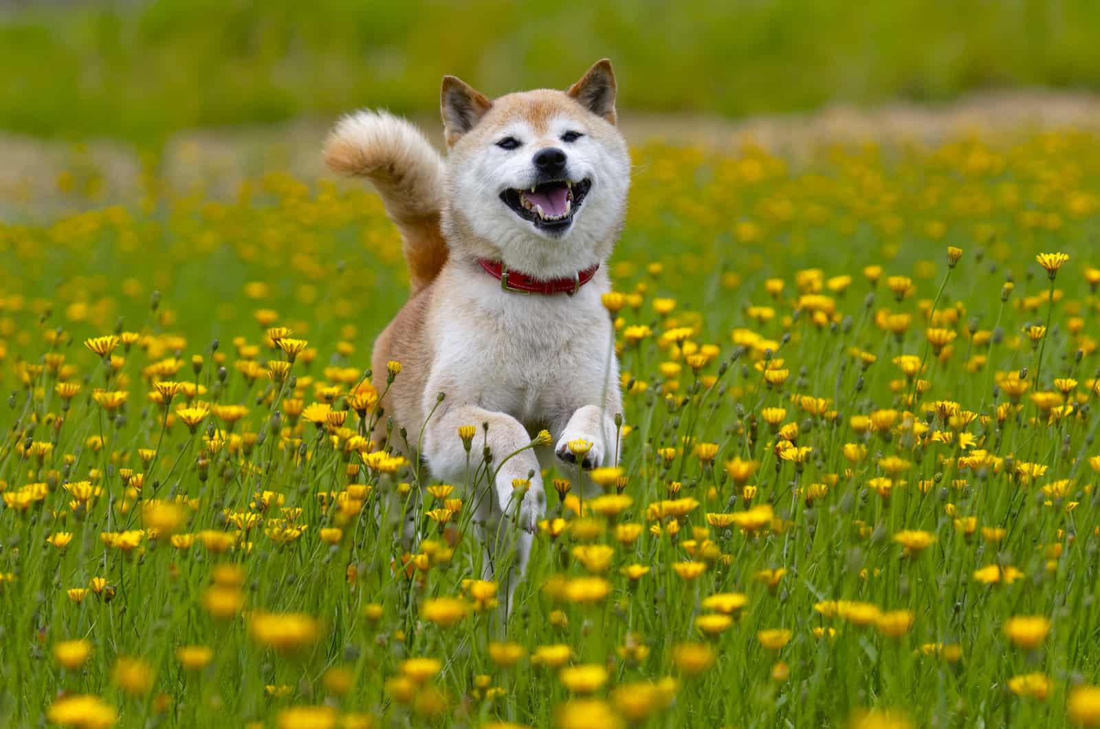 shiba inu running happily through a field