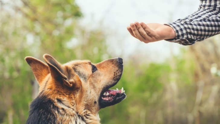 33 German Shepherd Training Commands To Get A Good Boy