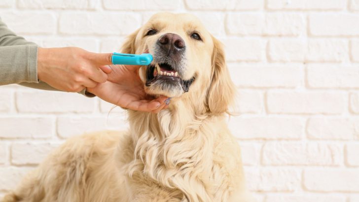 5 Reasons Your Dog’s Dental Care Is Important