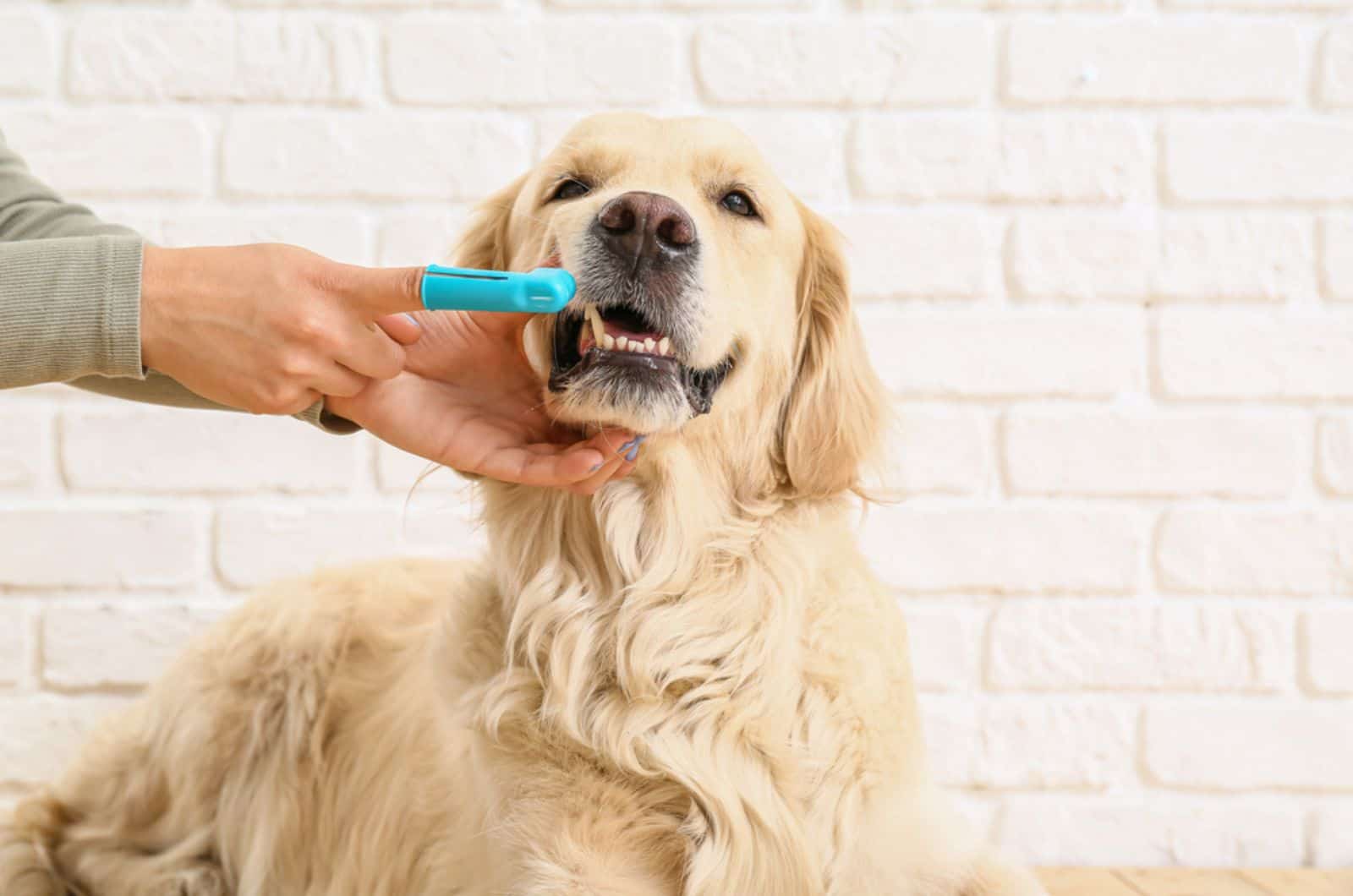 5 Reasons Your Dog’s Dental Care Is Important