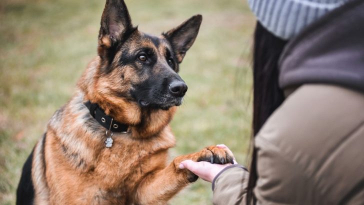 5 Secrets To Extending Your German Shepherd’s Life
