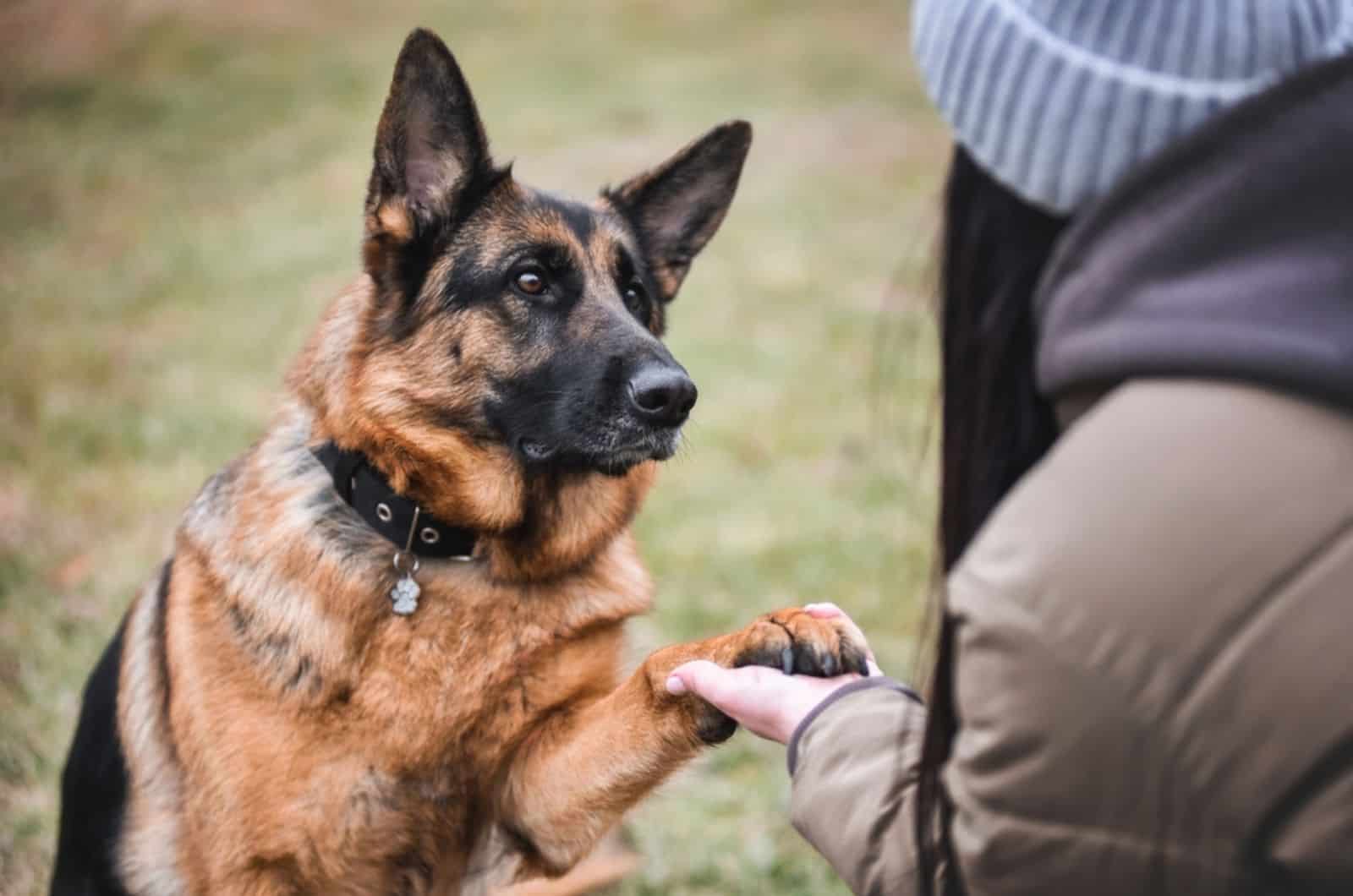 german shepherd and his owner