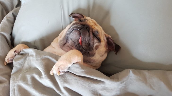 50 Times Dogs Fell Asleep In The Most Hilarious Positions