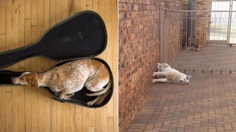 two dogs that fell asleep in the most hilarious positions