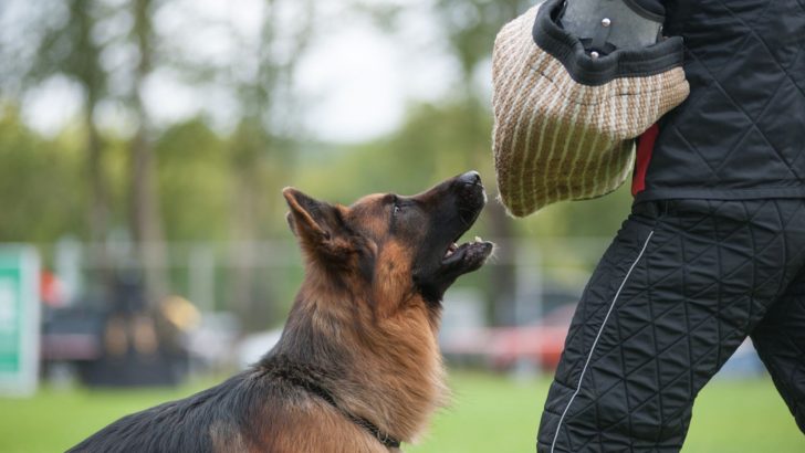 6 Key Steps On How To Train A German Shepherd To Protect You