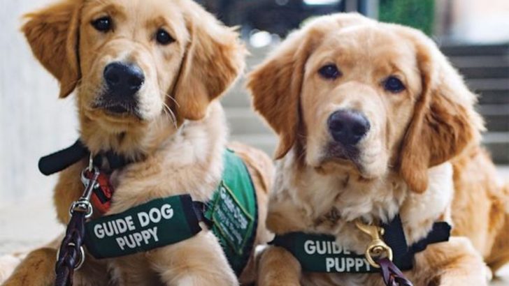 6 Tips To Train Your Dog To Be A Service Dog Like A Pro