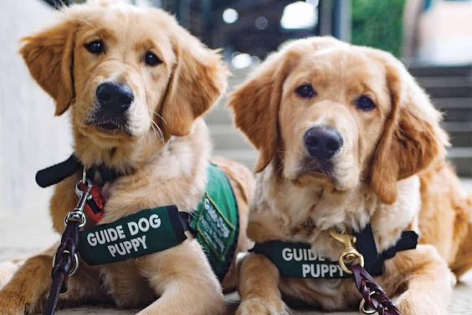 two puppies training to be service dogs