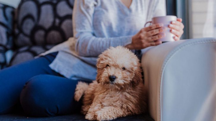 7 Reasons Why Your Dog Steals Your Spot In The House