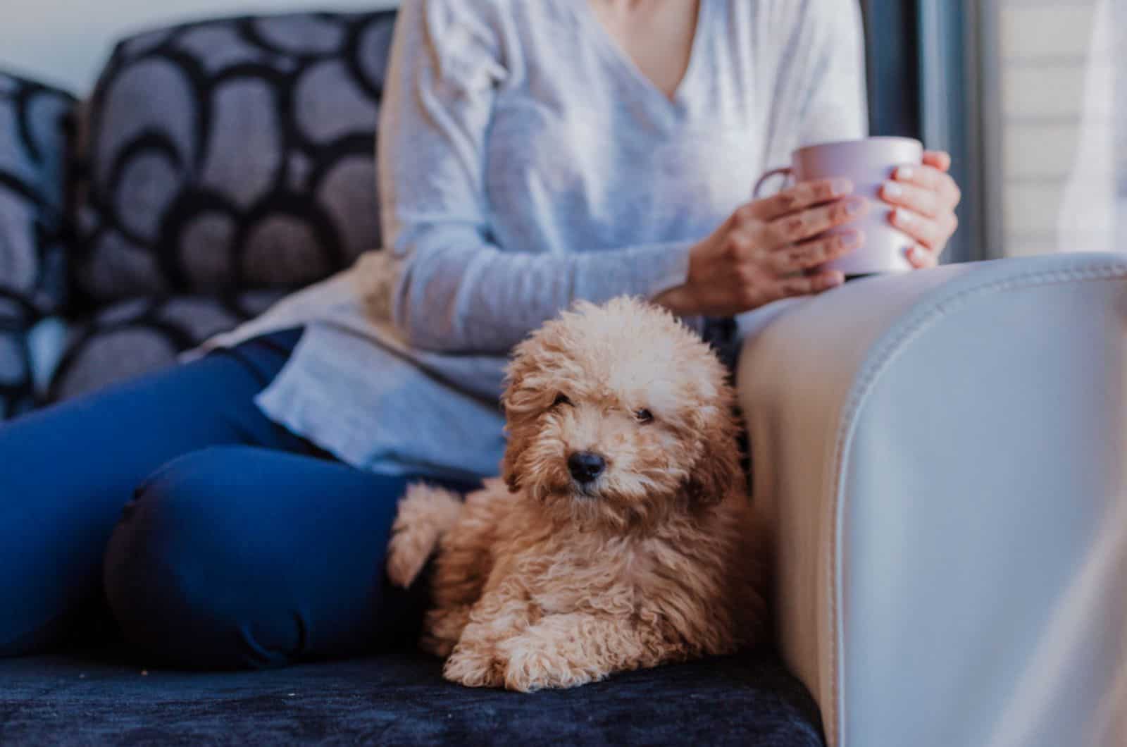 little poodle puppy sitting on sofa at home with owner