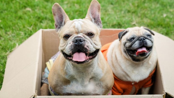 8 Dog Breeds That Look Like French Bulldogs