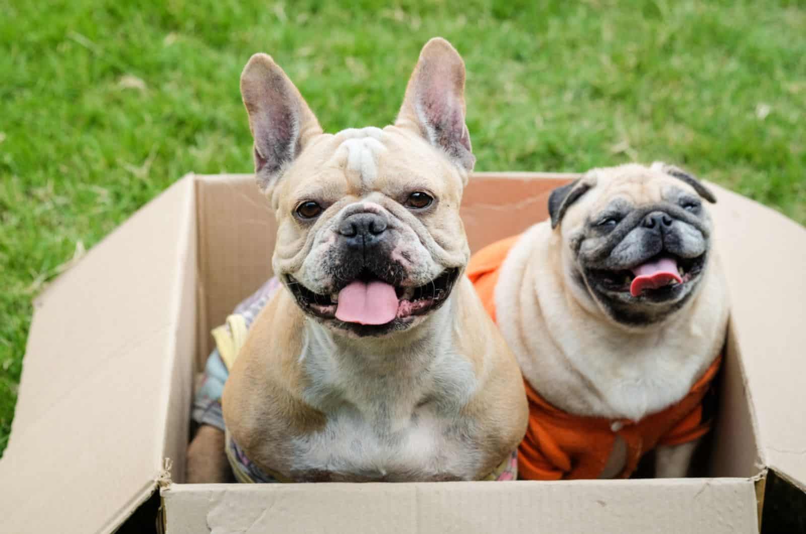 french bulldog and pug in carton box