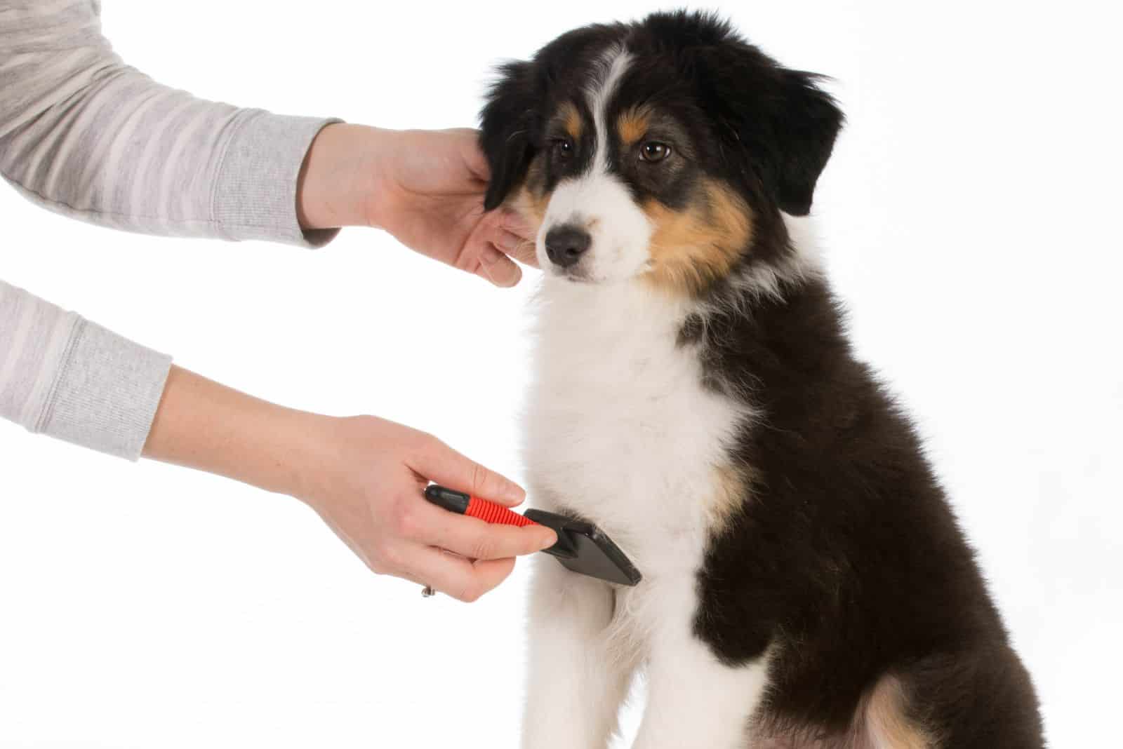 a woman brushes an Australian Shepherds dog