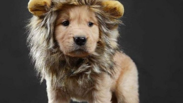 9 Ultimate Puppies That Don’t Roar, But Look Just Like Lions
