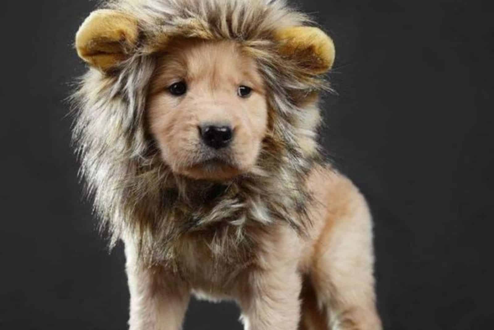 9 Ultimate Puppies That Don’t Roar, But Look Just Like Lions