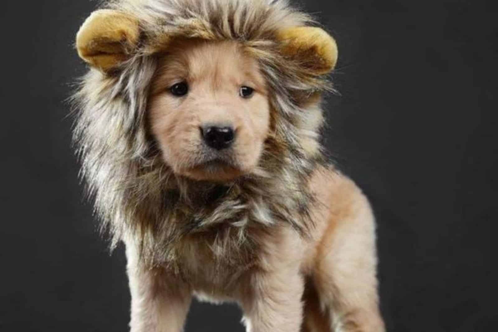 a dog that looks like a lion