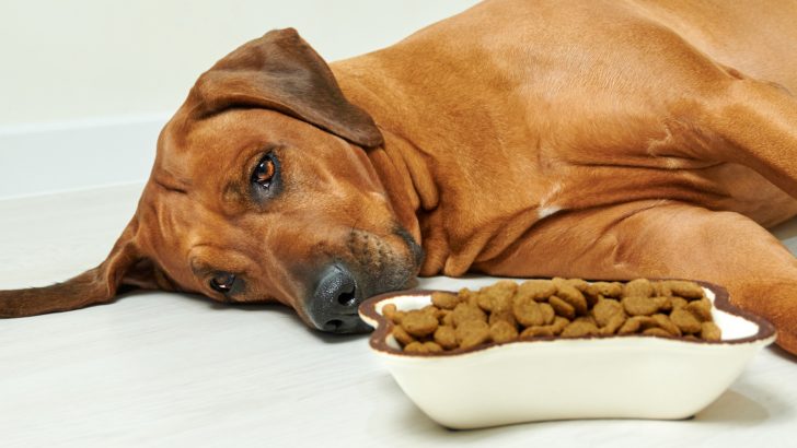 9 Warning Signs Of Worms In Dogs