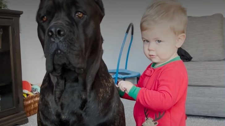 Big Cane Corso Helps His Owner Raise Their Baby Boy 