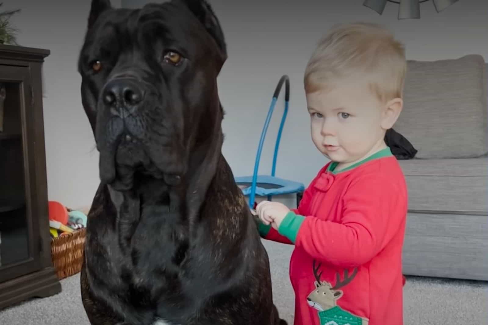 cane corso standing next to little boy