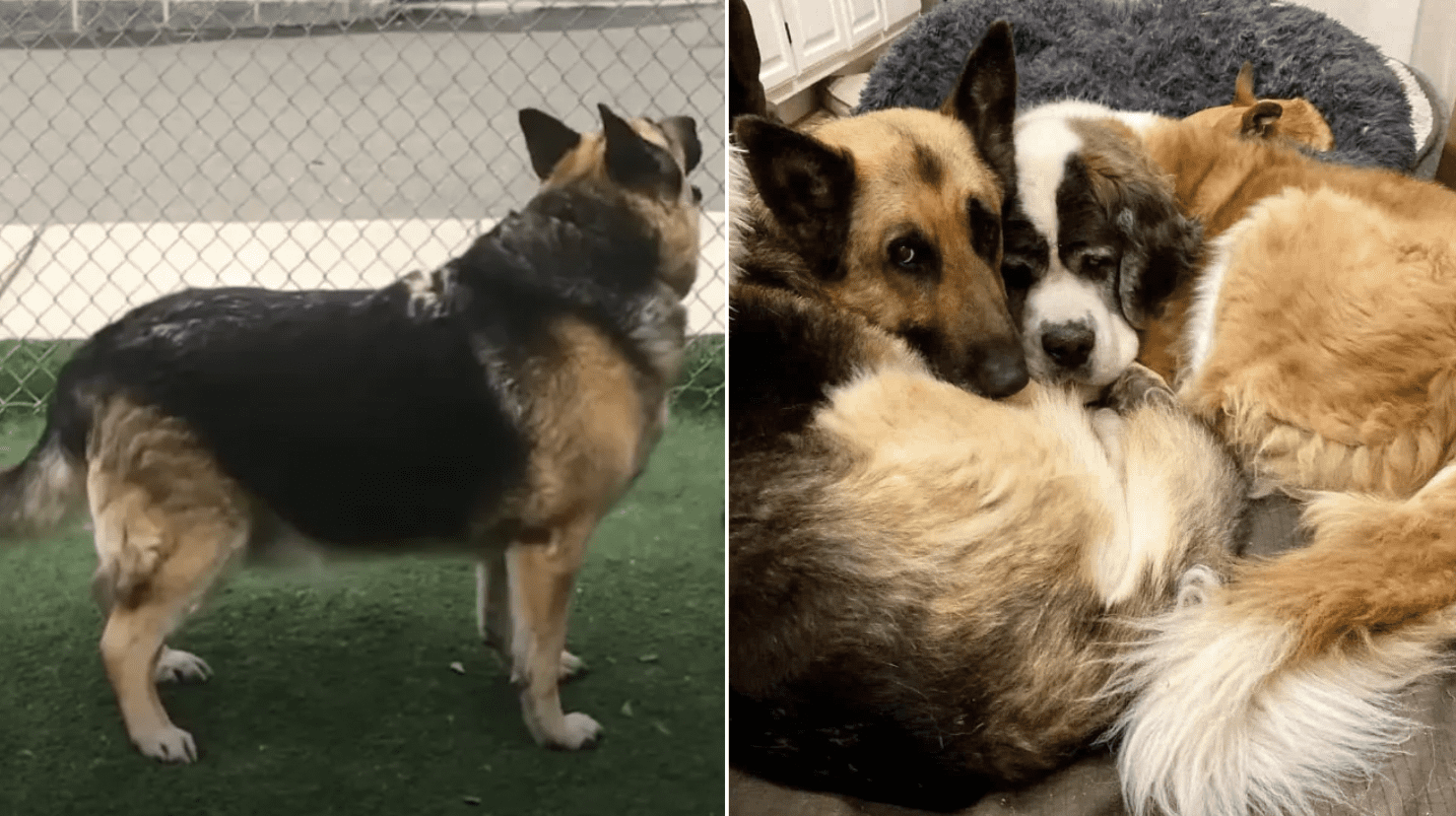 photo of a 150 german shepherd who lost weight