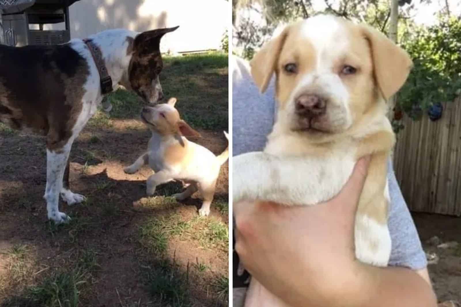 A Blind Puppy And His Mom Rescued At The Last Moment