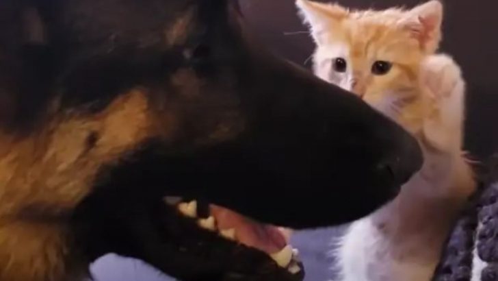 A Cat And Dog Attempt The Friendly Approach, Become Brothers
