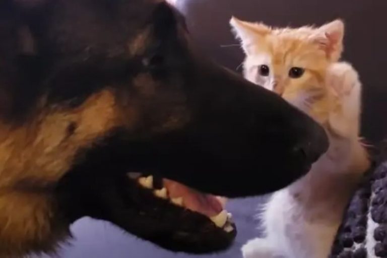 an unlikely friendship between cat and dog