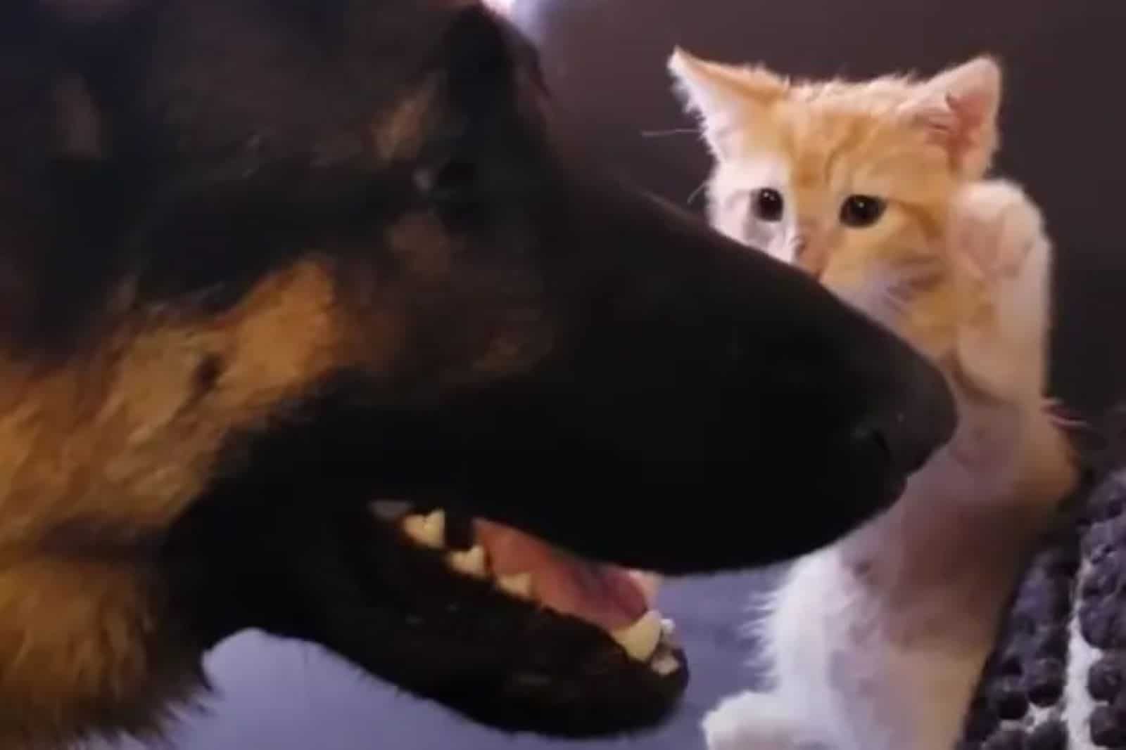 A Cat And Dog Attempt The Friendly Approach, Become Brothers