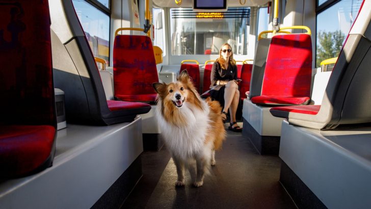 A Dog Rides The Bus To The Dog Park Every Day And People Are Loving It 