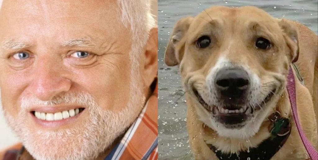 A Dog Version Of “Hide The Pain, Harold”