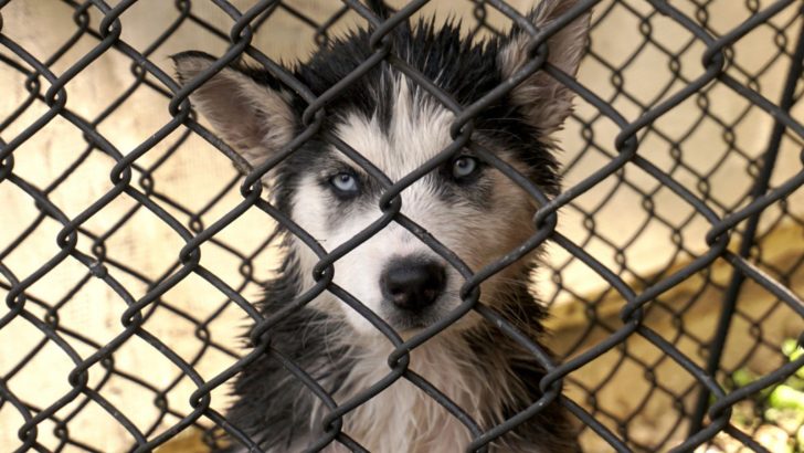 A Fisherman Saves Caged Dog From Drowning In A Lake