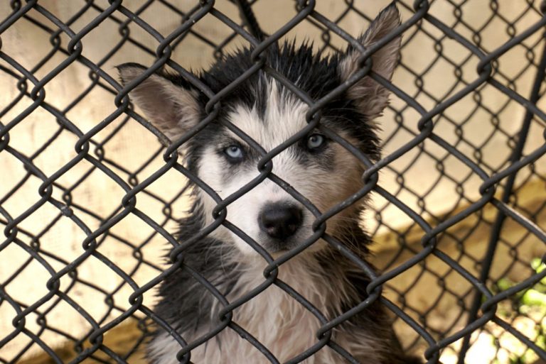 wet husky in a cage
