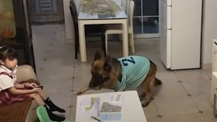 A GSD, Nuomi, Has His Girl’s Back While She’s Watching TV
